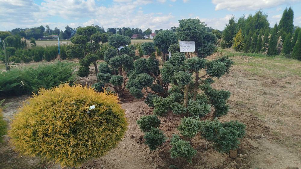 Bonsai, Niwaki Cyprysik groszkowy Boulevard