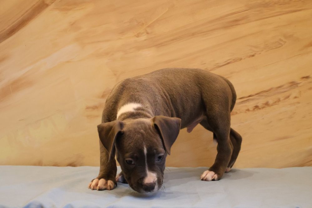 Цуценята Амстаффа від шикарних батьків.  Є доставка по Україні