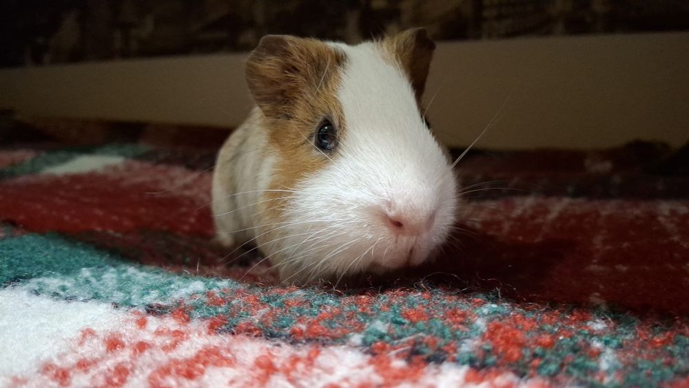 Продам морських свинок