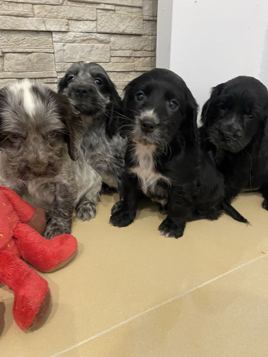Piękny szczeniaczek cocker spaniel angielski