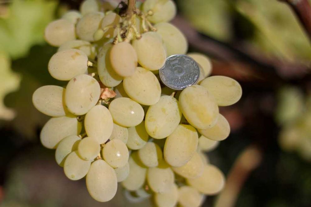 Продам саженцы винограда. В наличии 34 сорта и гибридных форм.