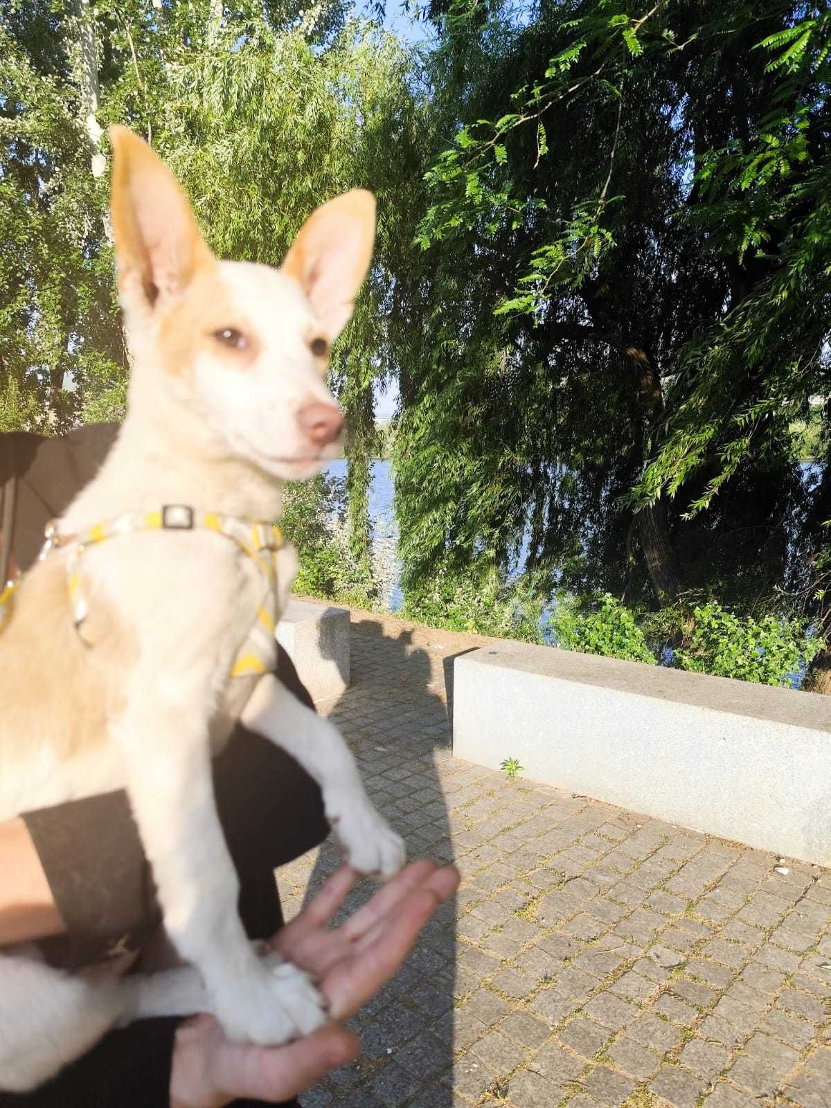 A bebe ROSINHA está para adoção!