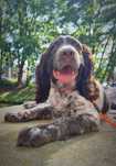 Polski spaniel myśliwski ZKwP piesek