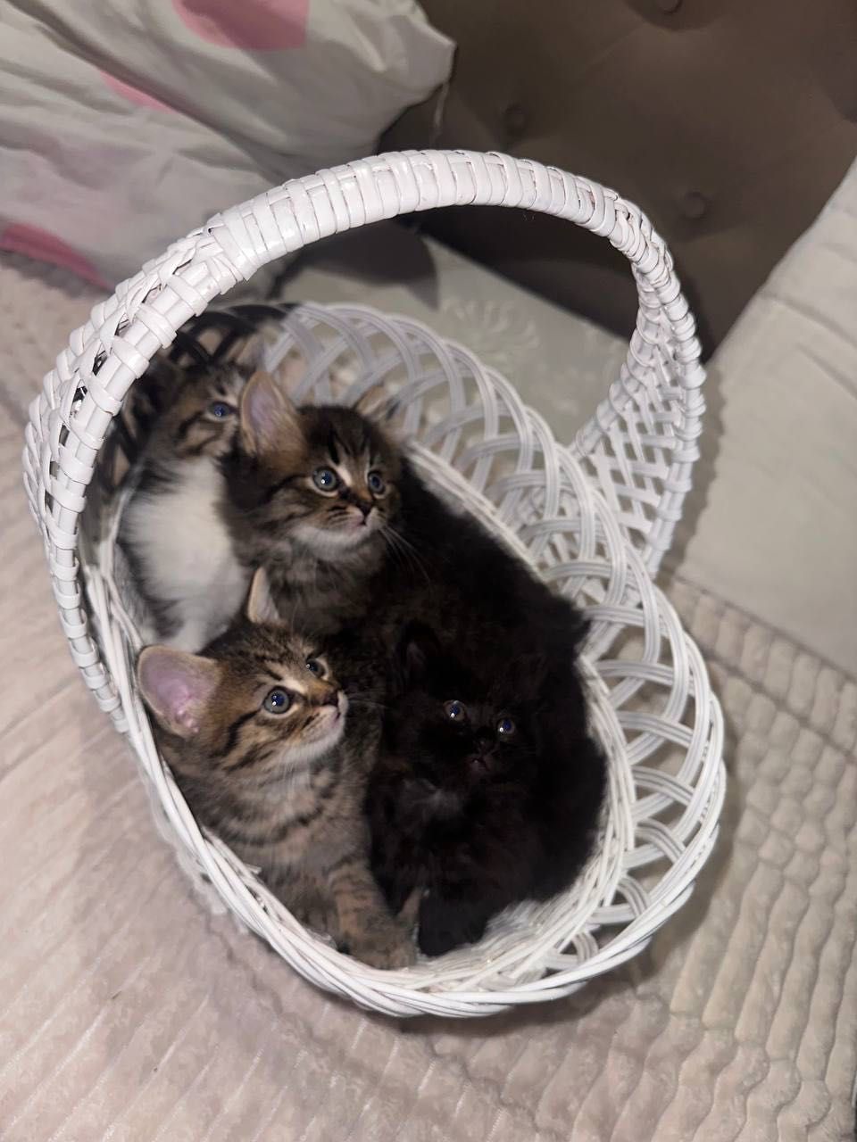 Коти в добрі руки