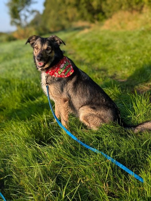 Temida szuka domu stałego!