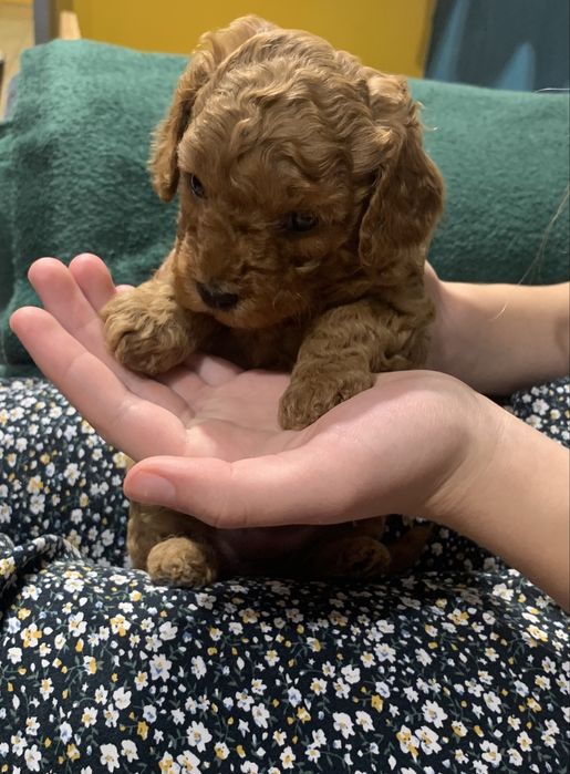 Pudel miniaturowy red sunia Flora