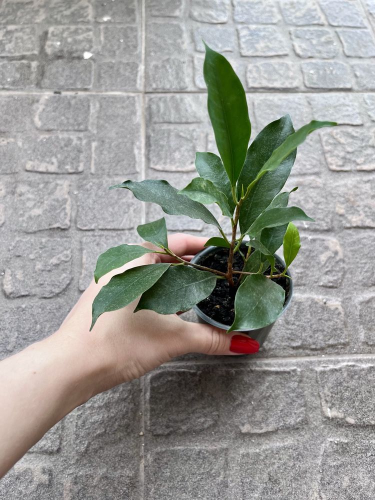 Продам фикус Микрокарпа, Ficus microcarpa, молодое растение