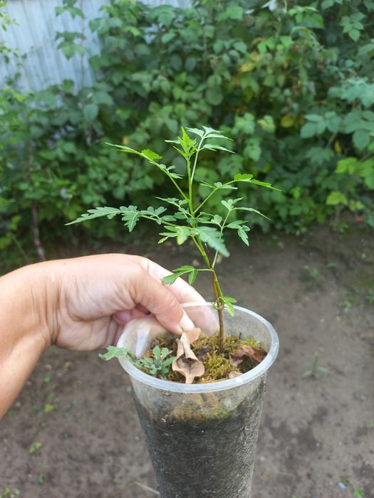 Мелія  ацедарах.