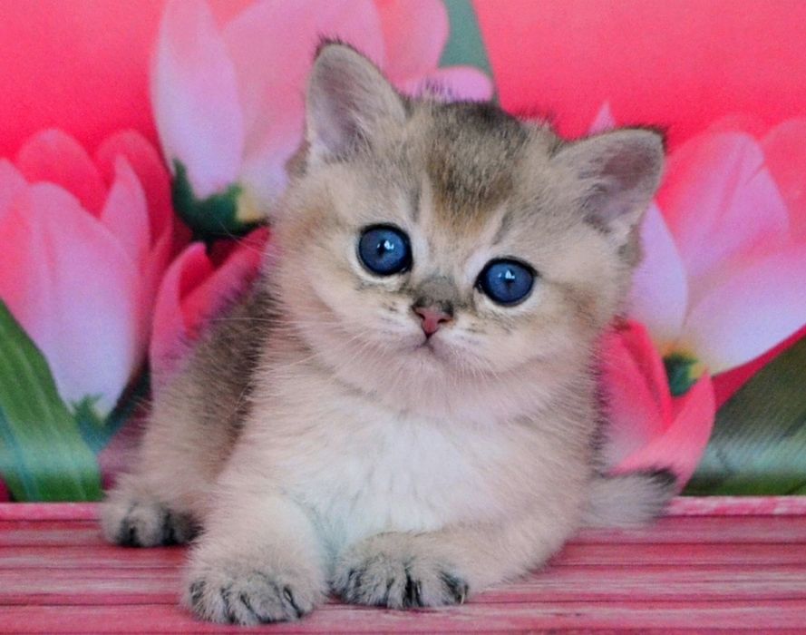 Кошеня / золота шиншила