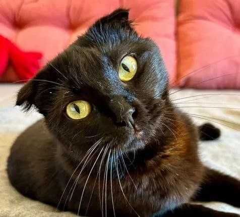 Віддам кішечку-віслоушку в добрі руки