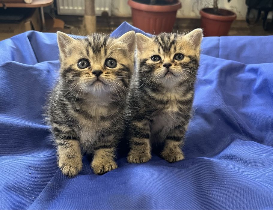 Шотландські кошенята
