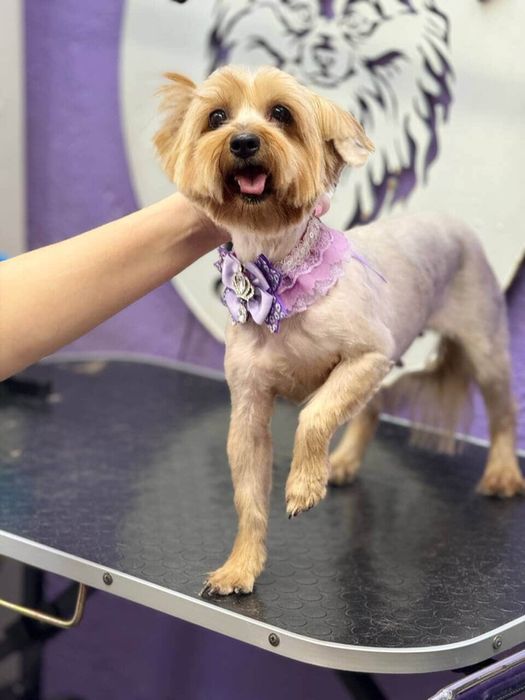 Бусёна 6 лет йорк ищет семью