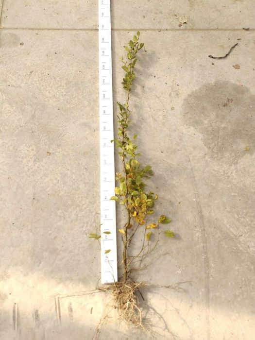 Grab pospolity do formowania żywopłot sadzonki duże 120-150 cm
