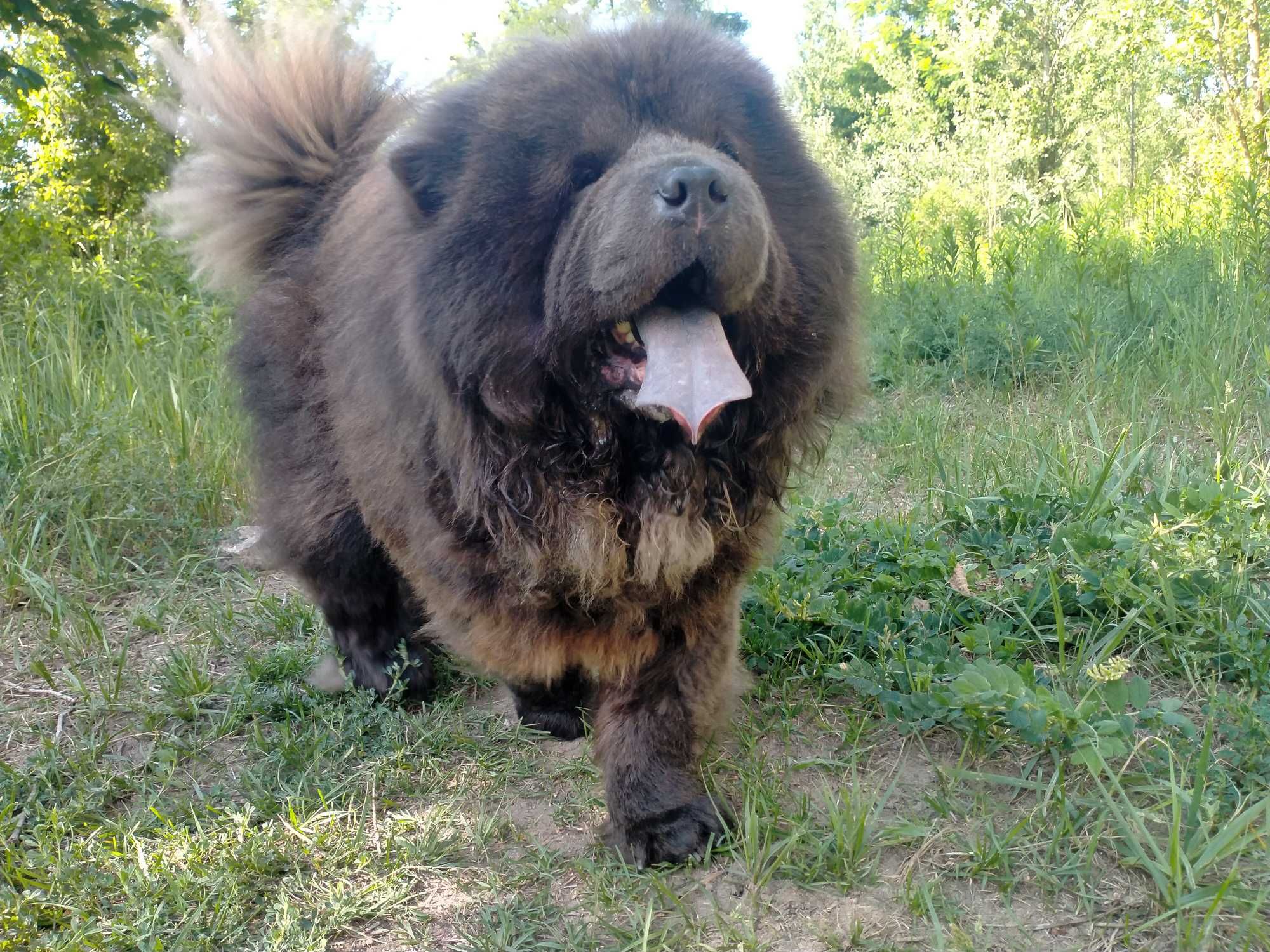 Piękny Niebieski Pies chow-chow Dorosły. Mazowieckie