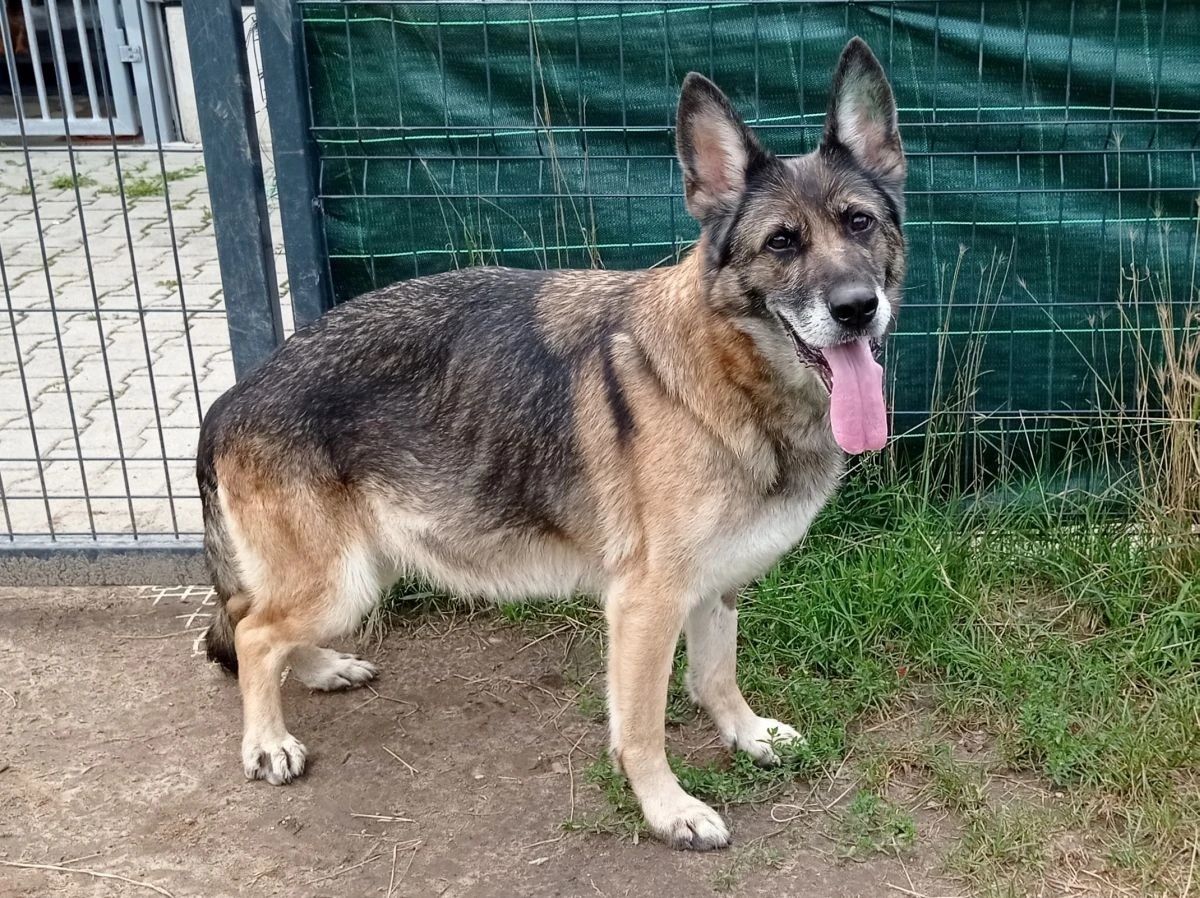Lara w typie Owczarka niemieckiego do adopcji!
