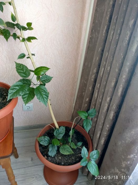 Троянда, китайська троянда, вазон, дерево.Привезу!!!