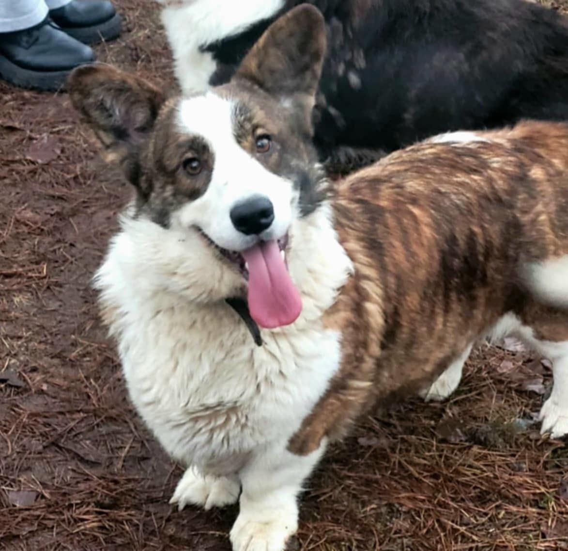 Welsh Corgi Cardigan FCI