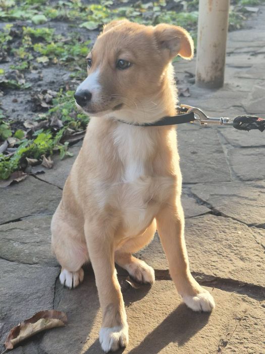 Цуценя метисів до дому