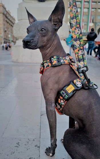 Antyucieczkowe szelki dla psa dwupaskowe Dingo Guard City Chiapas M