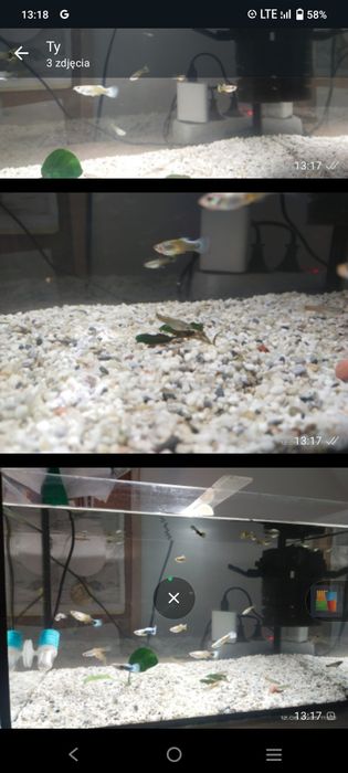 Gupik rybki akwariowe