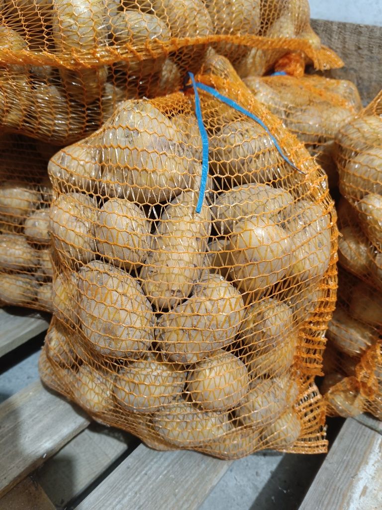 Ziemniaki Denar 5 i 15 kg nie pompowane uprawiane tradycyjnie