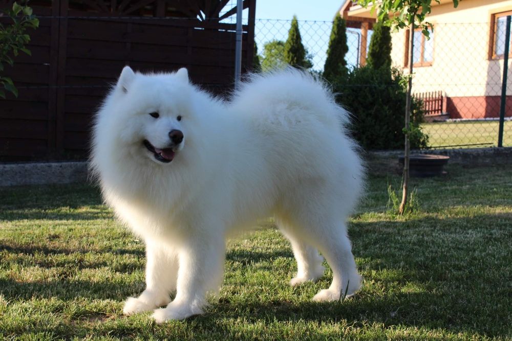 Samoyed samojed piesek do odbioru!