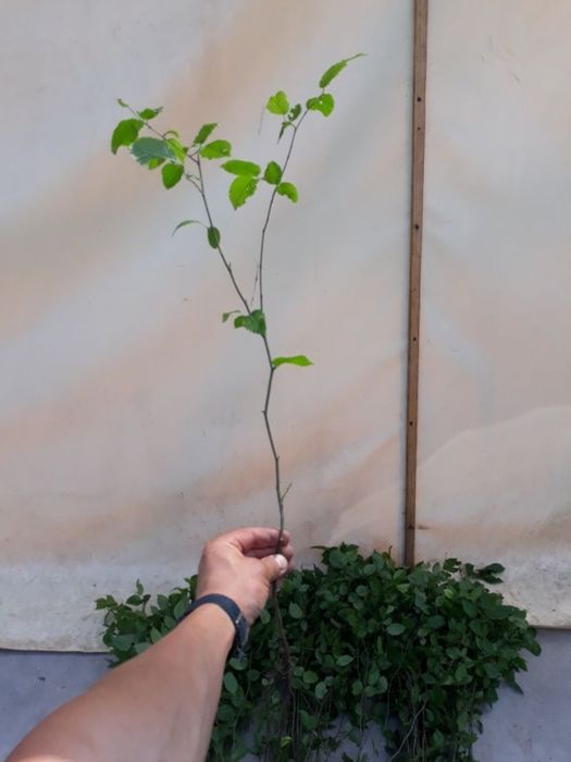 Саджанці граба, для живоплоту, жива ізгородь.