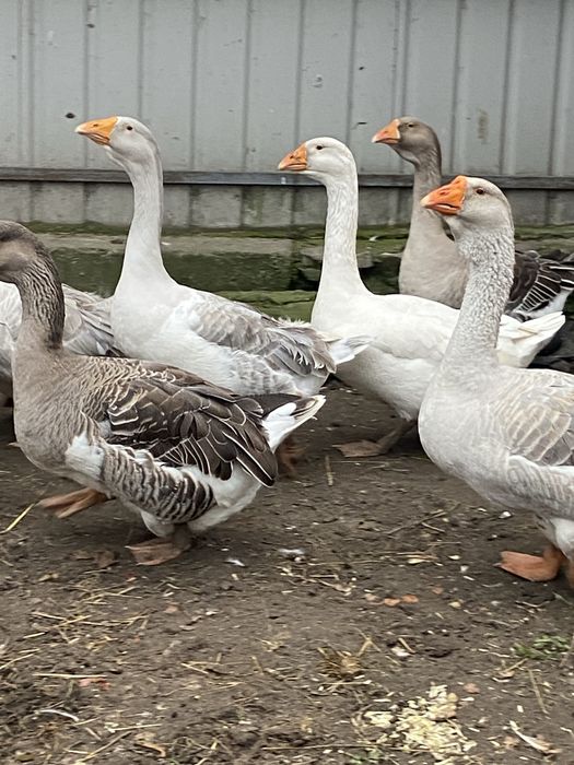 Продам молодих гусей