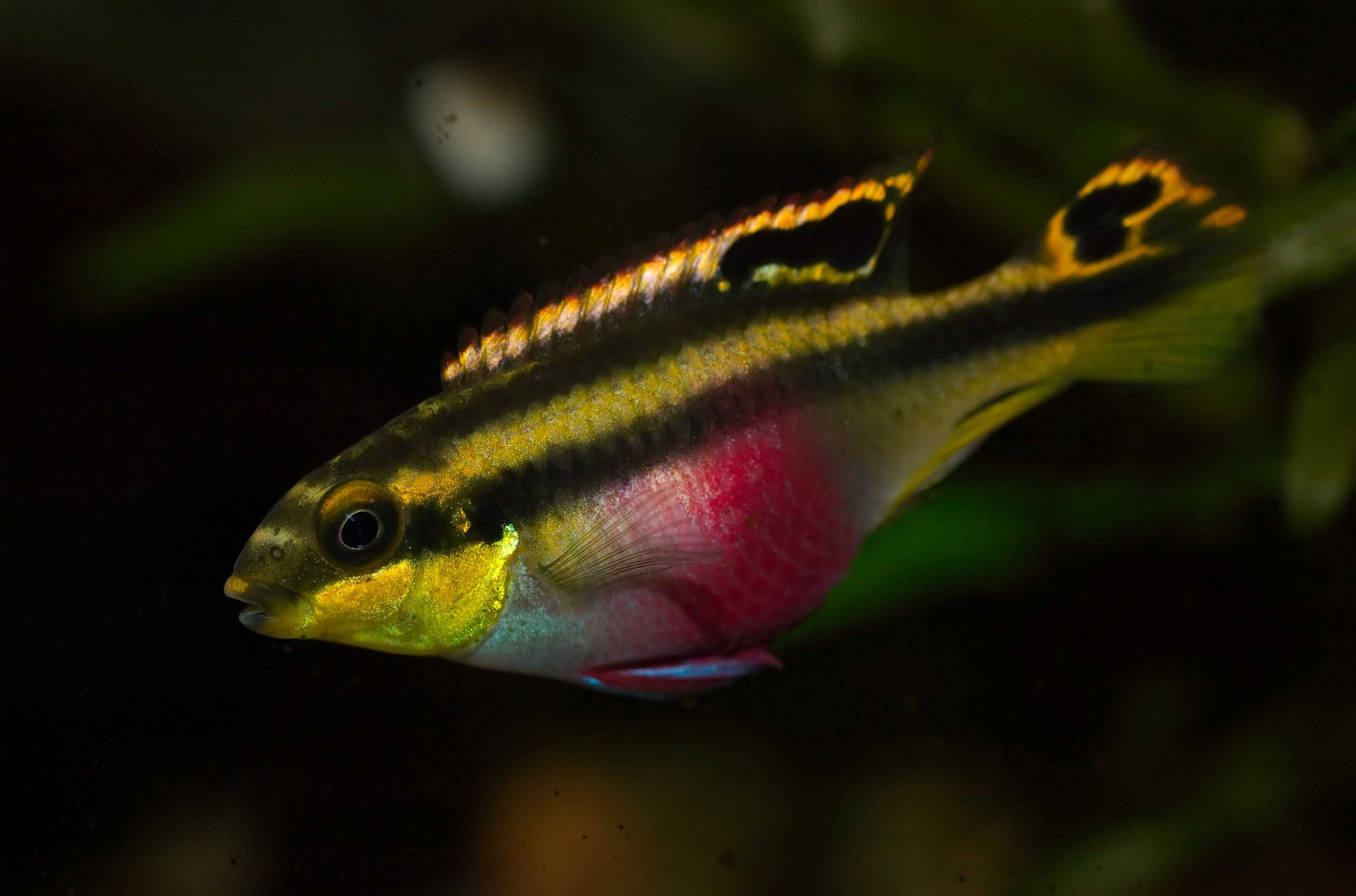 Barwniak czerwonobrzuchy - Pelvicachromis pulcher - dowóz, wysyłka