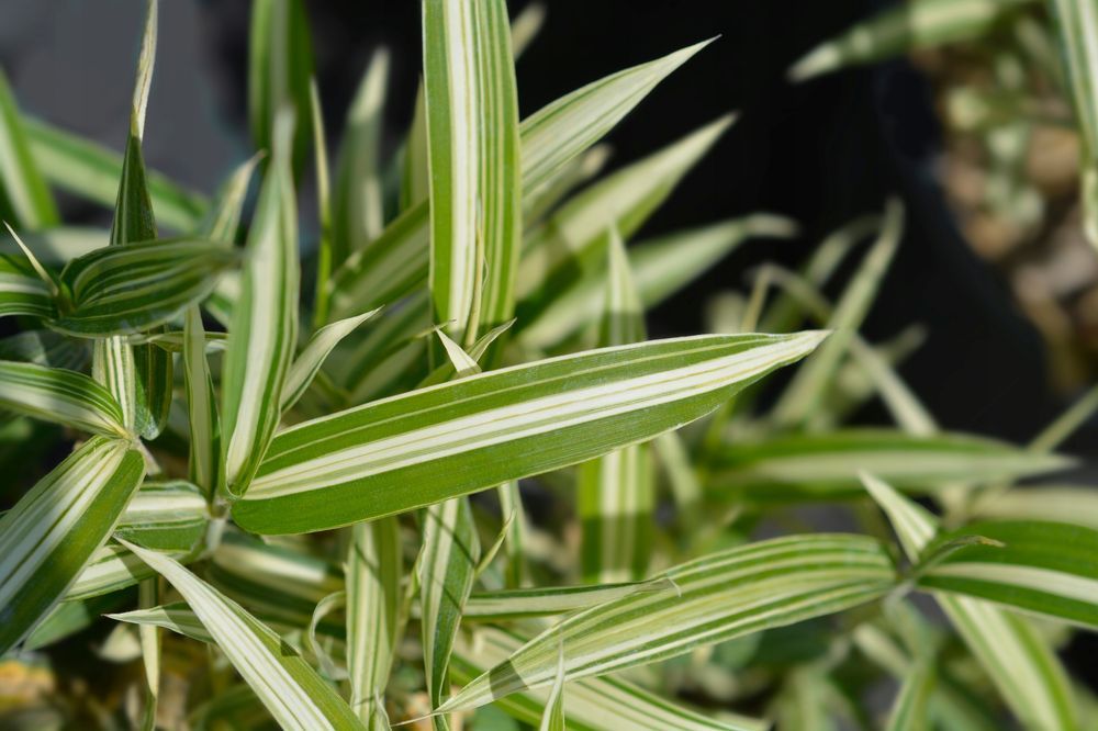 Bambus miniaturowy mrozoodporny DONICZKA 5L (Pleioblastus variegatus)