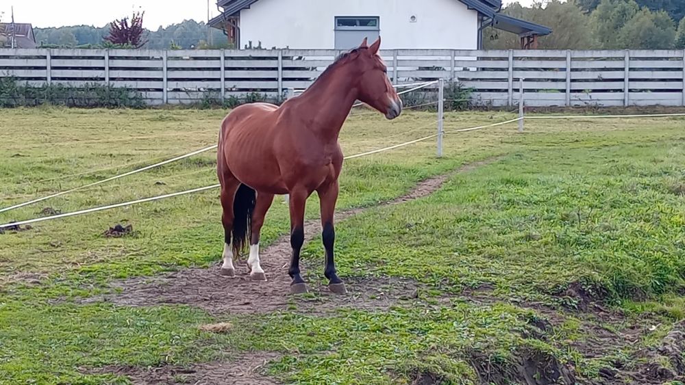 Wałach ślaski B-Eldorado