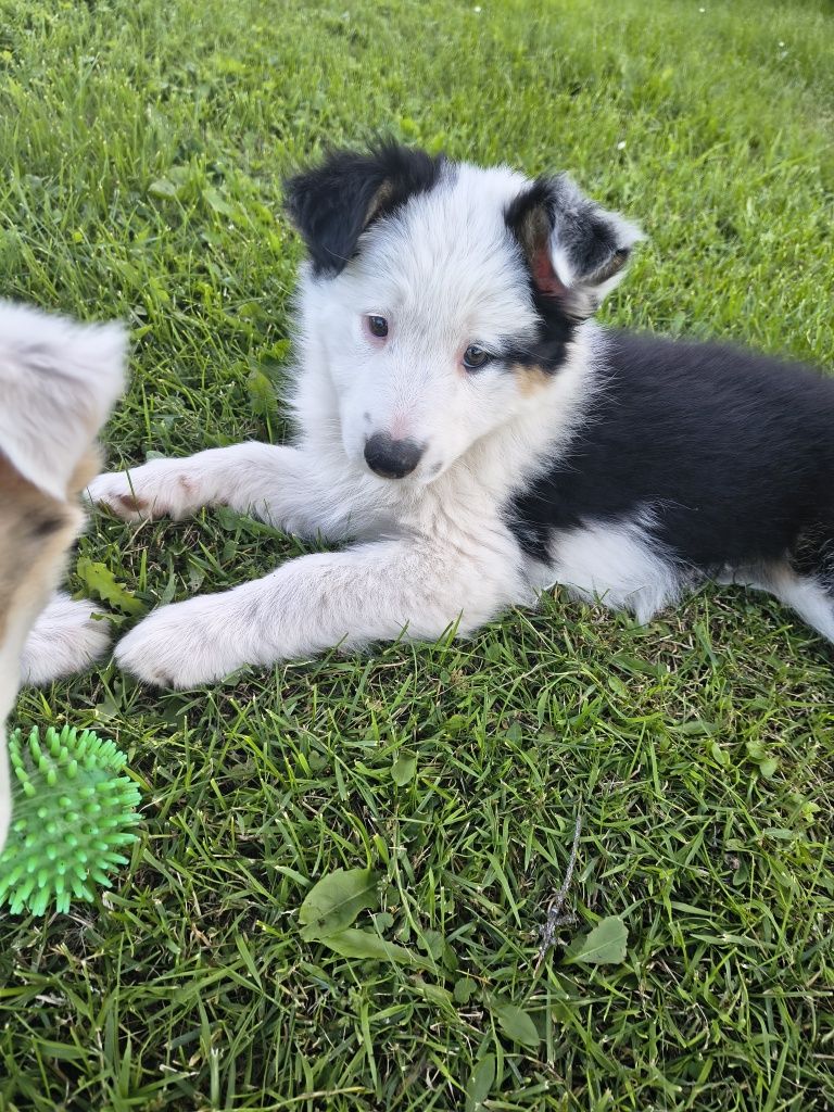 Suczka border collie tri color 2