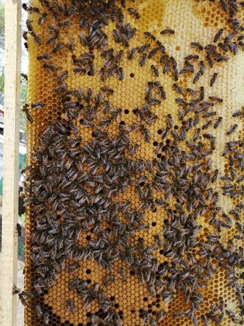Бджолосім'ї, бджолопакети, бджоли.