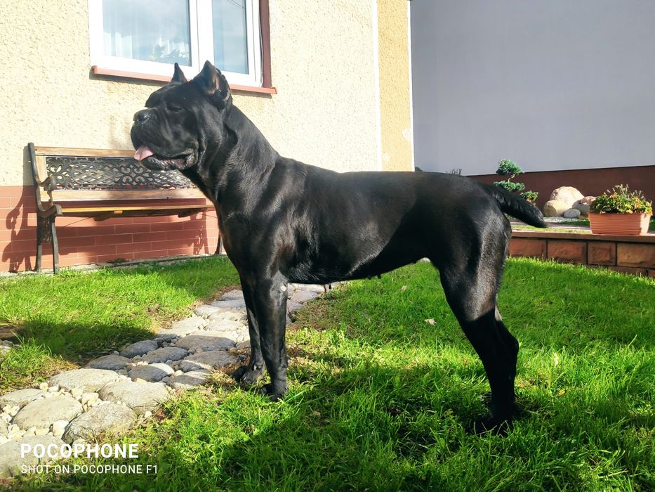 Cane Corso suczka hodowlana FCI ze wschodu