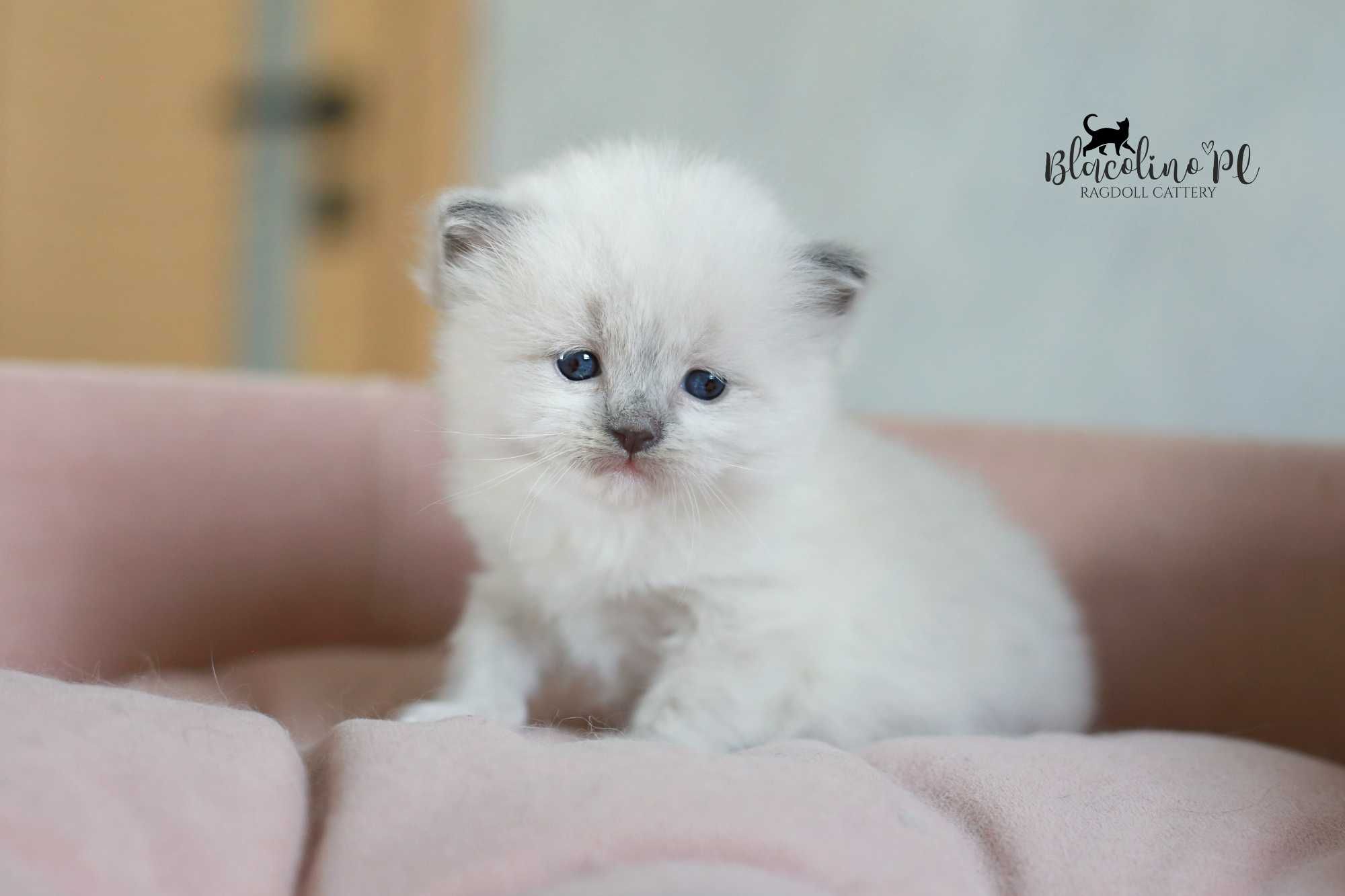 Rezerwacja RAGDOLL kotka do hodowli i na wystawy BLUE mitted, rodowód