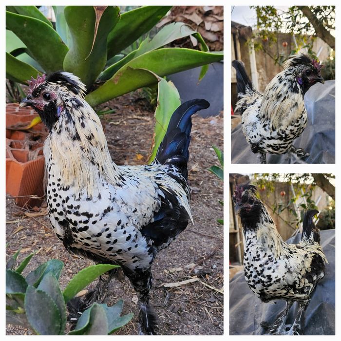 Galos de várias raças para venda