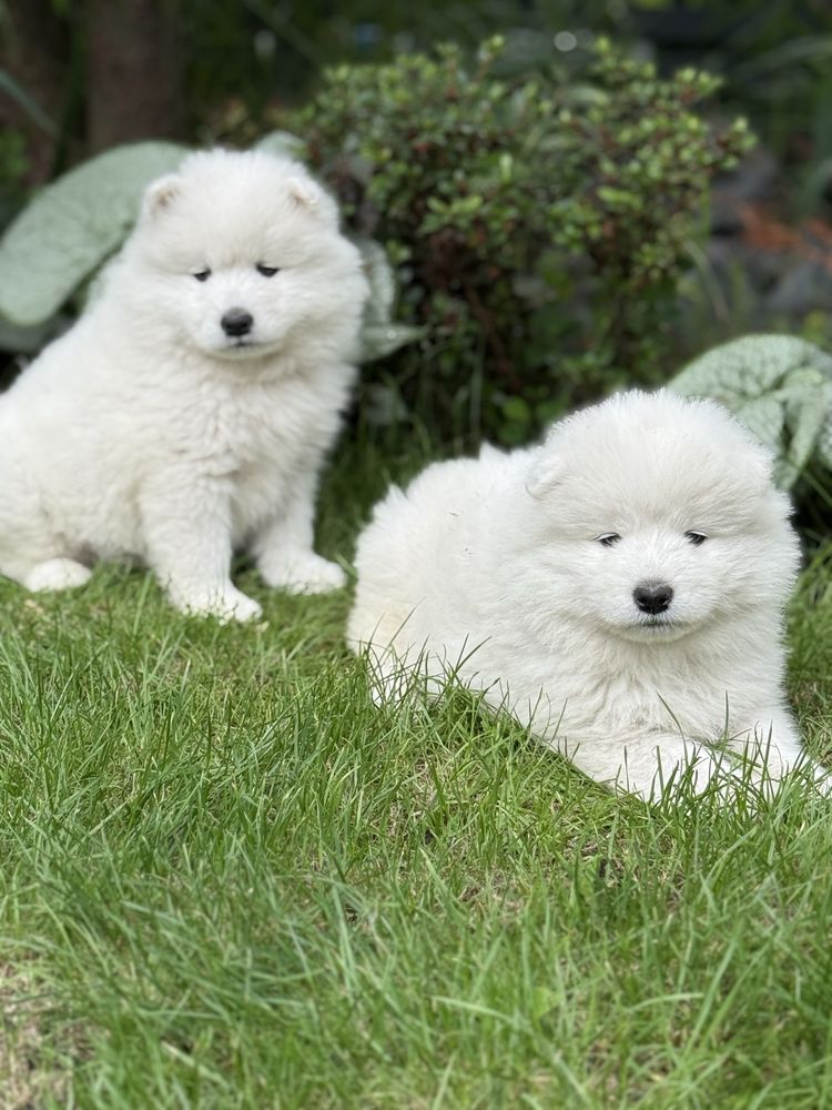Samoyed Samojed rezerwacja