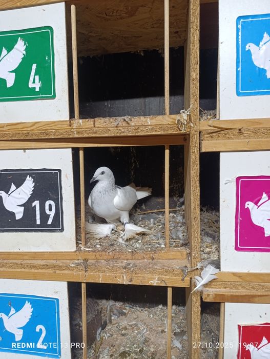 Srebniaki sercowe jasne kosmate