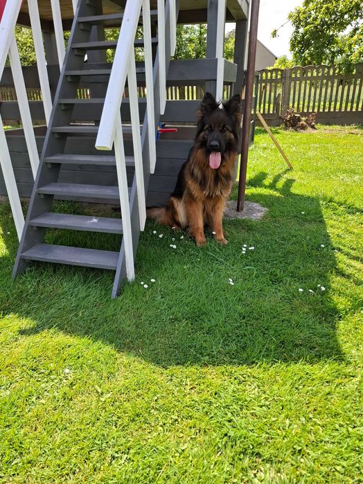 Owczarek Niemiecki szczeniak