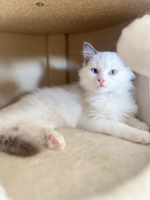 Ragdoll FPL, słodki Ciastek