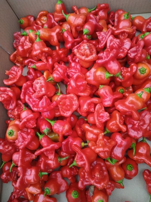 Vendo malaguetas muito picantes em forma de sinos