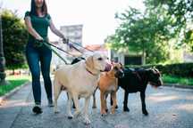 Pet Sitter - Braga/Porto