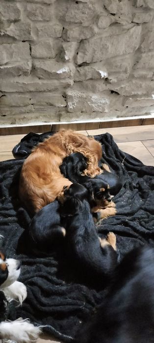 Cavalier King Charles Spaniel