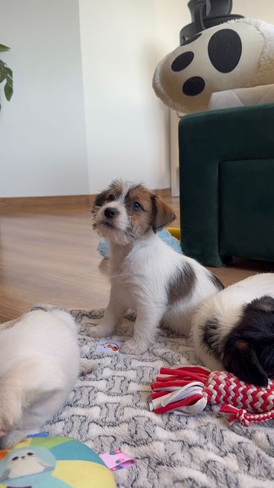 Jack Russell Terrier ZKwP FCI