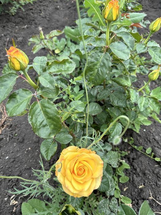 Саженцы Роз опт круглый год