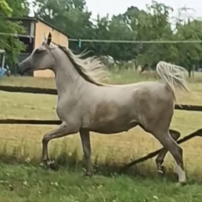 Klacz Arabska Orlando / Orla Wieza