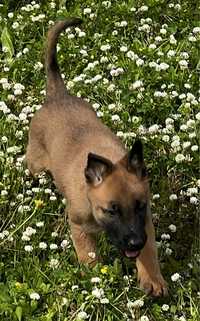 Pastor belga malinois top Mundial