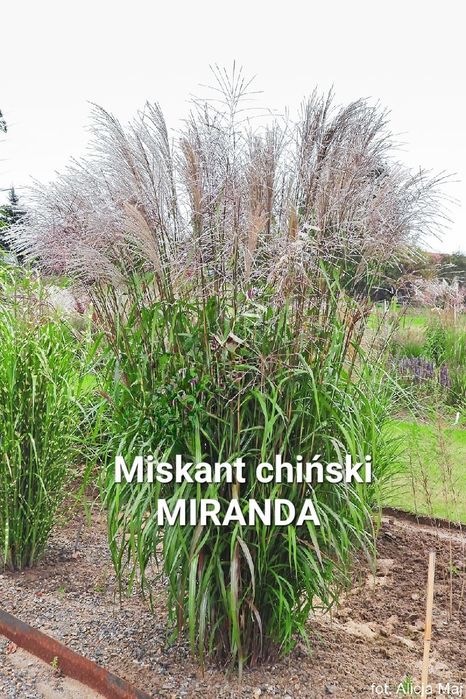 Miskant Miranda C3