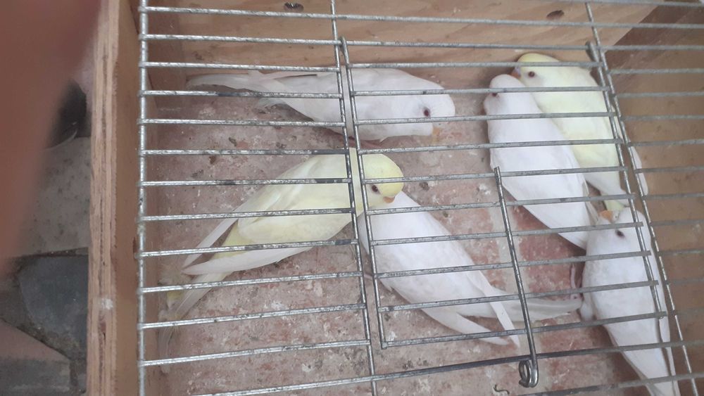 Vendo lote de 11 periquitos