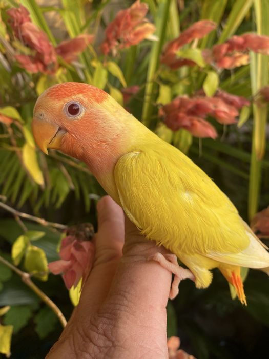 Agapornis domesticado -grande oportunidade